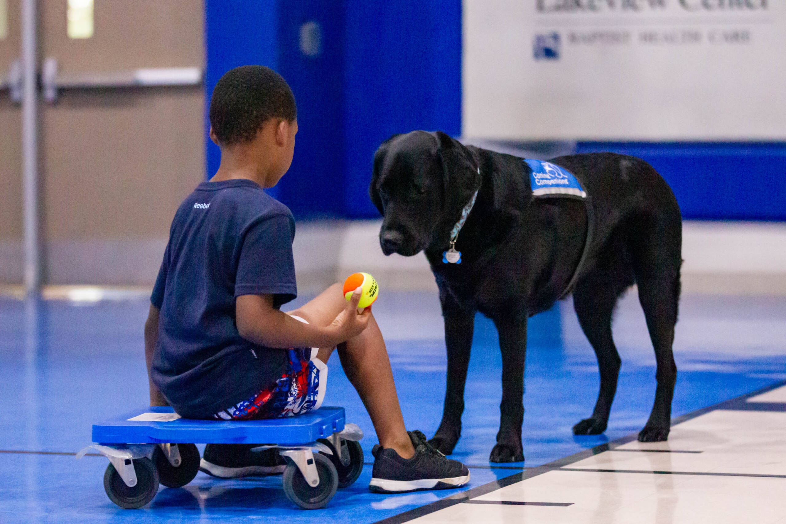 black lab therapy dog works with child who has autism